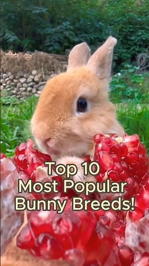 Top 10 Most Popular Bunny Breeds!