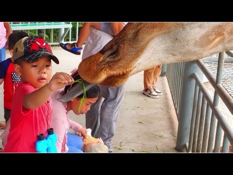 Pop Funniest Animals At The Zoo World Ever (Part1)