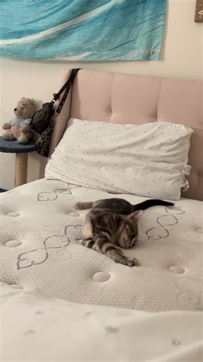 Moon Wus Wock Climber: A Kitten's Zoomies Adventure