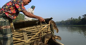 Otters Have Helped Bangladesh Fishermen Catch Fish For Centuries