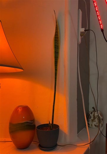 Exploring My Snake Plant Collection: A Gardener's Delight