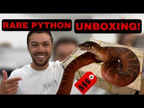 Unboxing The Ultimate Python! | Boelen's Pythons