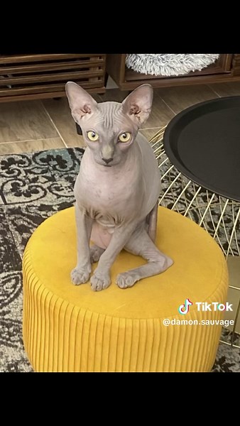 Captivating Sphynx Cats Captured on Camera