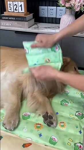 Best Summer Hack for Your Dog Safe Cooling Mat Review #Shorts #DogCare #PetTips