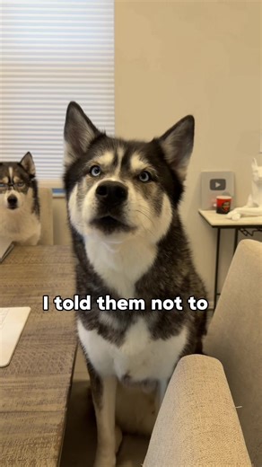 New Dog Collection Drop Announcement