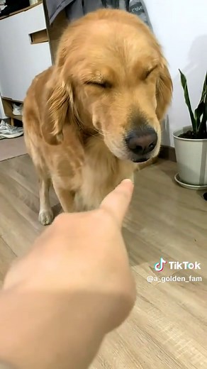 What did you do again? #goldenretrieverlife #fyp #viralvideo
