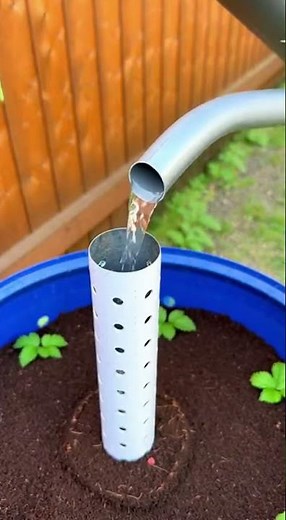 This simple gesture transforms a barrel into a blackberry patch.