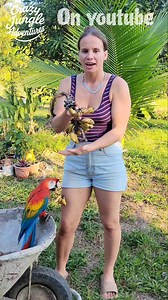 It's not the size that counts #tropicalfruit #offgridlife | Crazy jungle adventures