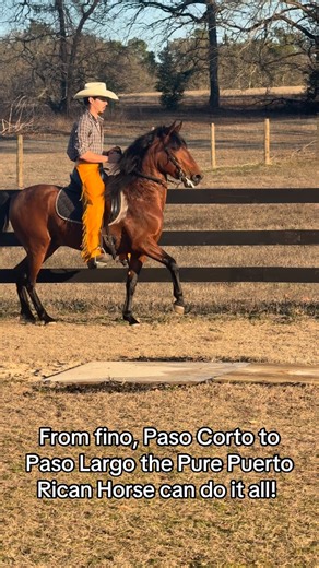 The Pure Puerto Rican Horse can go from collected to moving out with ease! #palmettopridepasofinofarm #pasofino #horselife #gaitedhorse #puertorican #horse #horselover #paso #fyp #trend | Palmetto Pride Paso Fino Farm
