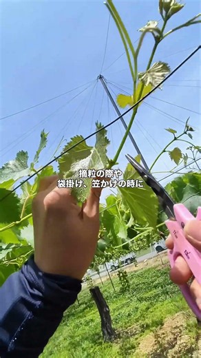 ツルは病の元？ #果樹農家 #農業