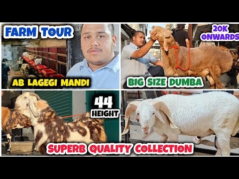 44 Height Goats & Farm Tour of Labbaik Goat Farm Bhiwandi | Show Stopper Goats & Dumba Collection |