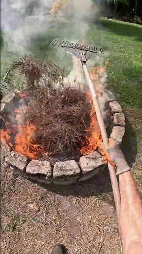 Royal poinciana pre harvest preparations! #delonix regia #flamboyanttree #gulmohar