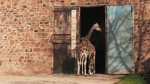 Our rare giraffe calf Narus, just a few days old, taking his first steps outside... | Chester Zoo