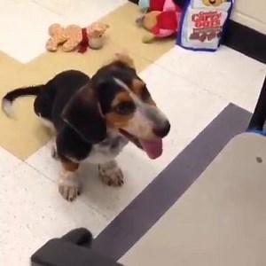 Wow, this guy has some energy! Todd is a tri-colored 3-month-old Basset Hound/American Blue Heeler mix. His happiness is contagious, and he is very smart. His goofy personality is hard to resist, especially when that tail is wagging non-stop. If you have the perfect home for Todd, stop by the Burleson Animal Shelter. We are open 11 a.m.-6 p.m., Tuesday-Friday and 11 a.m.-4 p.m. on Saturdays. To see all of the dogs and cats available for adoption go to http://bit.ly/1bhQYY2. To check out videos o