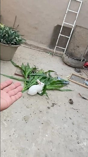 Mini Vlog #minivlog #petsvlog #minizoo #viralshort #shorts #shortvideo