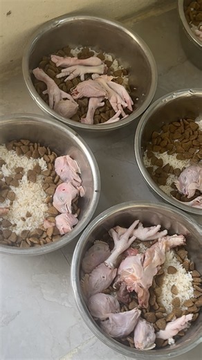 🐶 Our Dogs’ Morning Today! 🍗 Chicken, Rice & Dry Food | Happy Dogs ❤️
