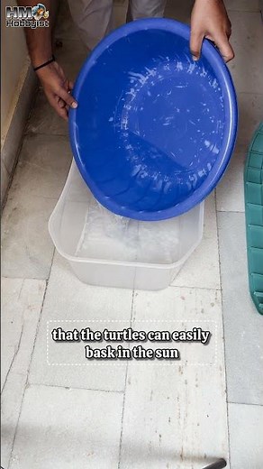 Turtle Setup Guide 🐢 How To Setup A Turtle Box Turtle Setup At Home #turtle #turtlebox #hmhobbyist