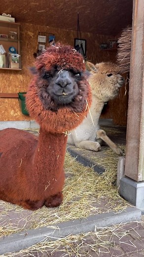 Meet Ted the Alpaca: Fun and Chewing to the Beat! | TikTok