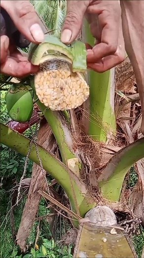 traditional wine making process