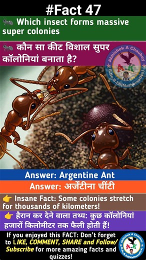 Argentine Ant Super Colony 😱 | Thousands of KM Long Colonies! #Shorts #Facts #newguinea