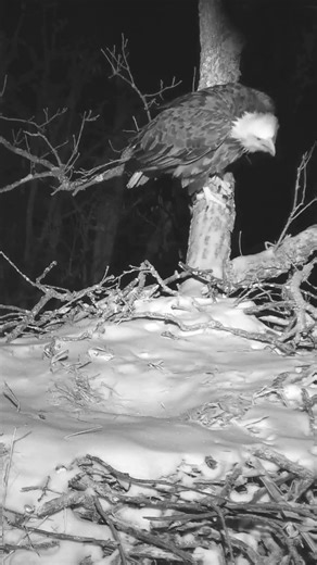 Owl Clocks Sleeping Eagle
