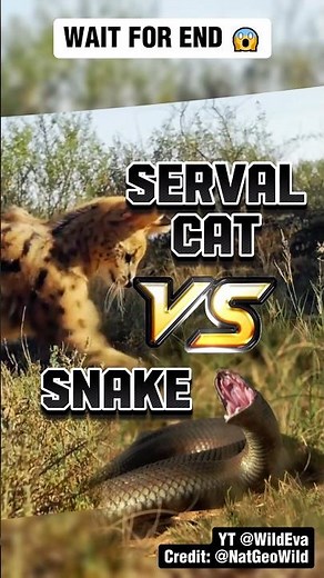 Cat VS Snake: Serval Fights A Massive Snake 😱