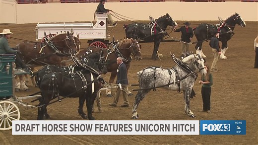 Draft horse show takes place at farm show