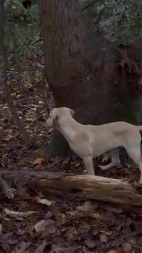 4.2K views · 45 reactions | #curdogs #curdog #kemmercur #huntingdog #huntingdogs | Briarwoods GunDogs | Facebook