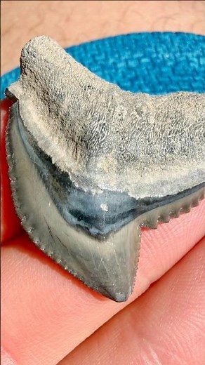 HUGE Tiger Shark Tooth found in Florida: the biggest yet in SHRKco history #shark #ancient #wow