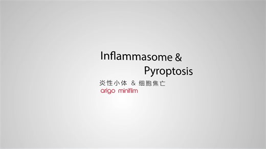 焦亡与炎症小体