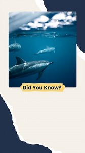 🌴Tropical dolphin facts🪸 Many dolphin species in tropical waters have unique adaptations to survive in warm, nutrient-rich environments. These dolphins use specialised hunting techniques, such as herding fish into shallow waters! These cooperative behaviors highlight their adaptability and intelligence. Video via Canva #dolphinfacts #oceanactivism #protectdolphins #dolphin #didyouknow #marinebiology | Action for Dolphins