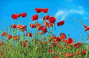 Poppy Flower Meaning - Spiritual, White, Orange, Red, Blue Symbolism