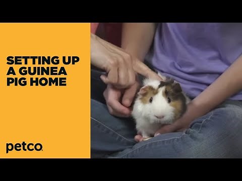 How to Setup a Guinea Pig Home (Petco)