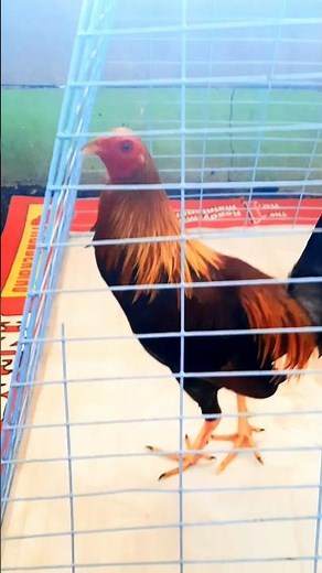 Yellow Legged Hatch #rooster #chicken #roosterfarm #ayam #birds #chickenbreeds
