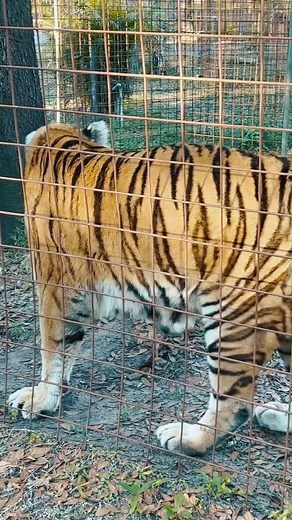 15K views · 720 reactions | #527 Aria Tiger gets up to chuff, “HELLO.” CAN YOU CHUFF like Aria? #challenge #challengeyourself #ChallengeAccepted #challenging #Canyoudoit #chuffed #chuffing #tigerchuff #aria #funnyvideos #funnyreels #cute #cutereels #tiger #tigers #funnycats #helloworld #hello #BigCatRescue #sanctuary #bigcats | Big Cat Rescue | Facebook