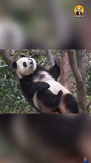 The pandas’ funniest moments판다들의 웃긴 순간들 #둥이 #cute #nature #funny #animals #panda