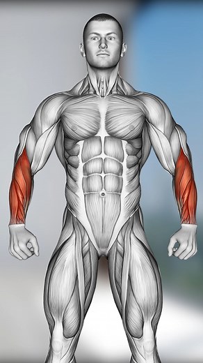 1.2M views · 25K reactions | BUILD BIGGER FOREARMS with this workout | Workout Inspiration | Facebook