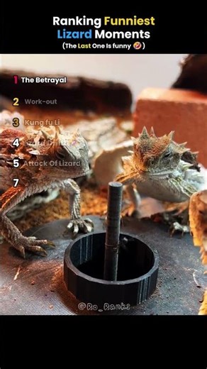Ranking Funniest Lizard Videos