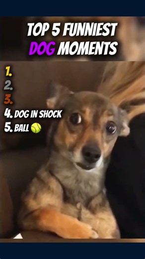 TOP 5 Funniest Dog Moments You'll Watch 3 Times 🐶😂 #shorts