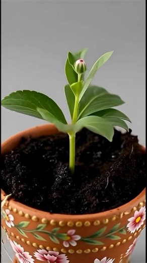 Dianthus Flower Seed to Bloom Timelapse 🌸 #short #shorts #viral
