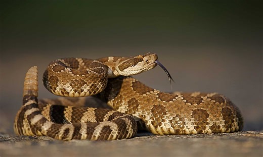 Meet the 10 Rattlesnakes That Infested an Arizona Home