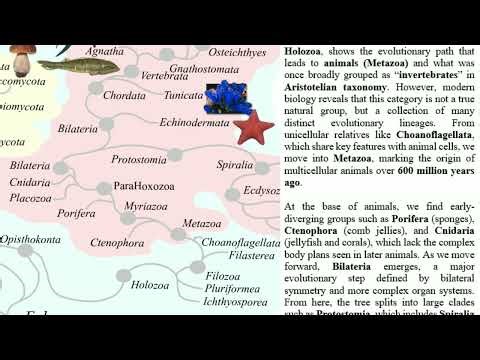 From “Invertebrates” to Evolution: The True Animal Tree