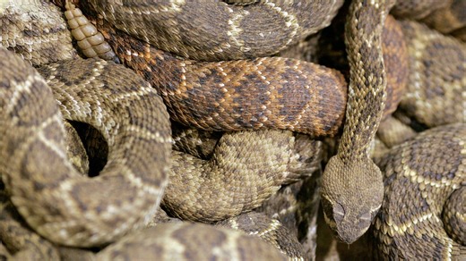Yes, some snakes can fly. See the 10 most interesting facts about snakes
