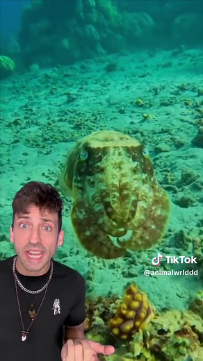 Understanding Cuddle Fish and Their Ink