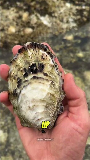 Why Oyster Harvesting Is Sometimes Illegal⚠️... #shorts #oysters