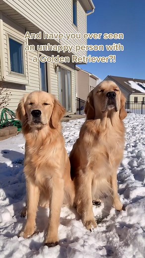 Happy Golden Retriever Owners: A Story of Joy and Companionship
