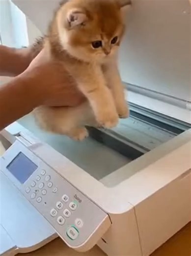 The Kitten Copier: Adorable Pet Adventure