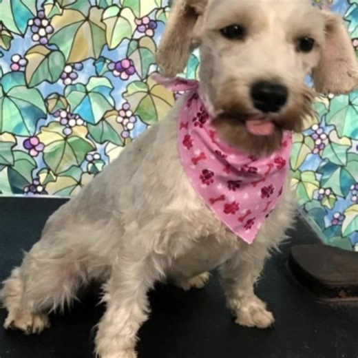 Addie is a 15 lb, 4 year old Schnauzer being fostered in the Houston area. She is crate trained and house trained. Addie gets along fabulously with other dogs. She would be happiest if she had another dog and a stay at home human. She is very sweet and has an excellent personality. Will need a secure fenced yard and must be watched when outside as she will try to dig her way out and explore the neighborhood. Addie is spayed, microchipped, vaccinated, heartworm negative and up to date on all prev