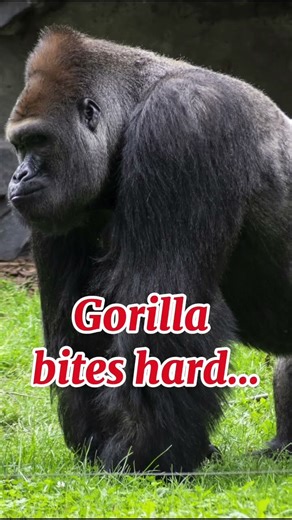 !”“Grizzly vs Gorilla – Only 1 will dominate! 👀”