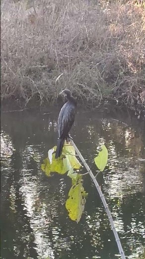 INDIAN CORMORANT BIRD